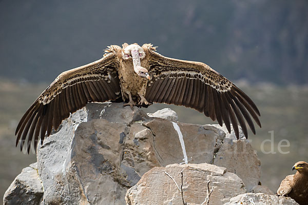 Sperbergeier sspec. (Gyps rüppellii erlangeri)