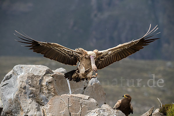 Sperbergeier sspec. (Gyps rüppellii erlangeri)