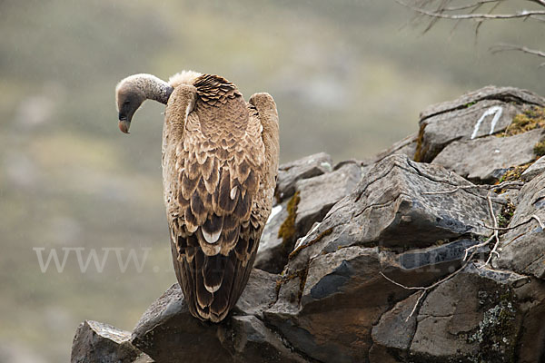 Sperbergeier sspec. (Gyps rüppellii erlangeri)