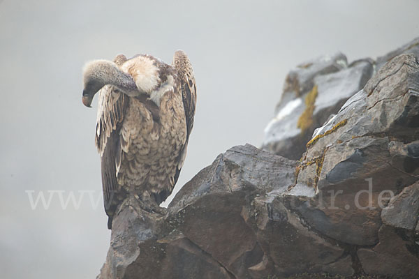 Sperbergeier sspec. (Gyps rüppellii erlangeri)