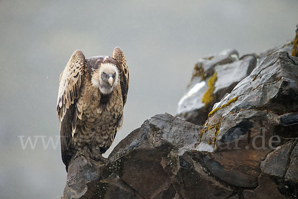 Sperbergeier sspec. (Gyps rüppellii erlangeri)