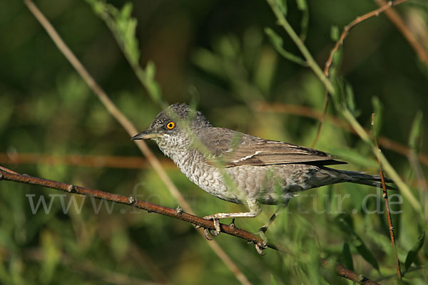 Sperbergrasmücke (Sylvia nisoria)