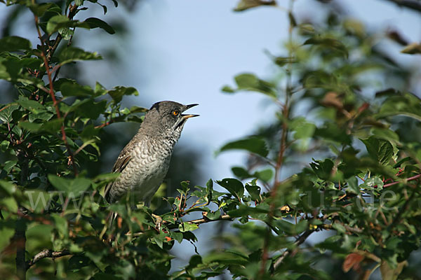 Sperbergrasmücke (Sylvia nisoria)