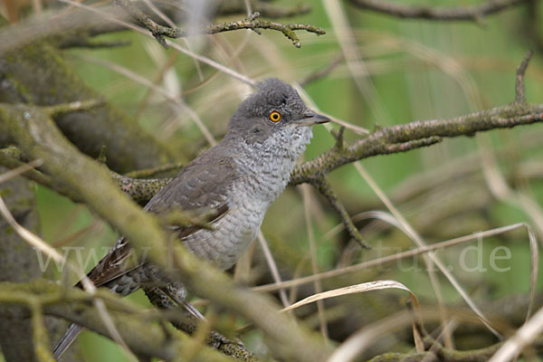 Sperbergrasmücke (Sylvia nisoria)