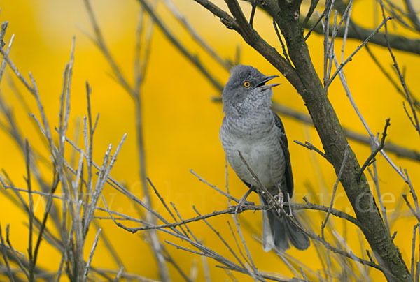 Sperbergrasmücke (Sylvia nisoria)