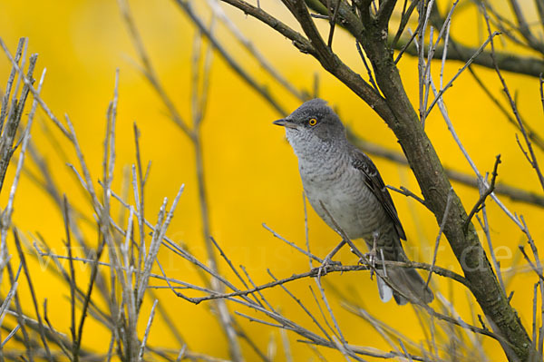 Sperbergrasmücke (Sylvia nisoria)