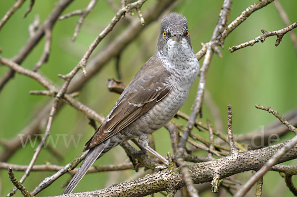 Sperbergrasmücke (Sylvia nisoria)