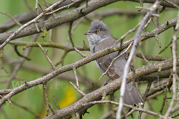 Sperbergrasmücke (Sylvia nisoria)