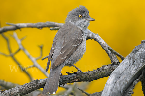 Sperbergrasmücke (Sylvia nisoria)