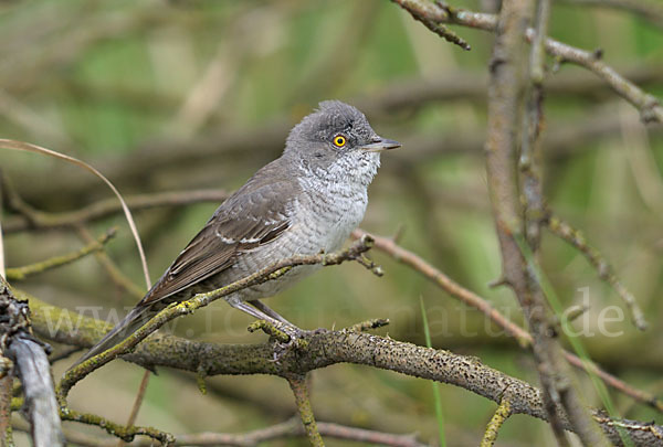 Sperbergrasmücke (Sylvia nisoria)