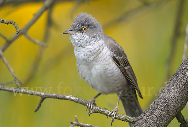 Sperbergrasmücke (Sylvia nisoria)