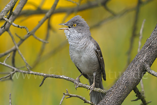 Sperbergrasmücke (Sylvia nisoria)