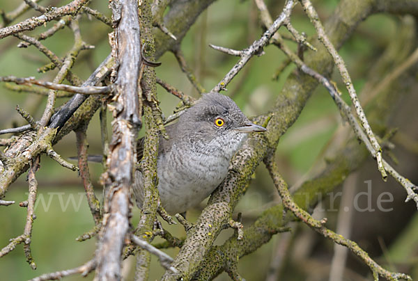 Sperbergrasmücke (Sylvia nisoria)