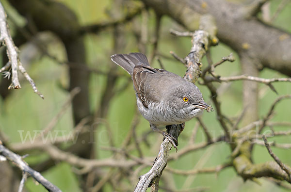 Sperbergrasmücke (Sylvia nisoria)