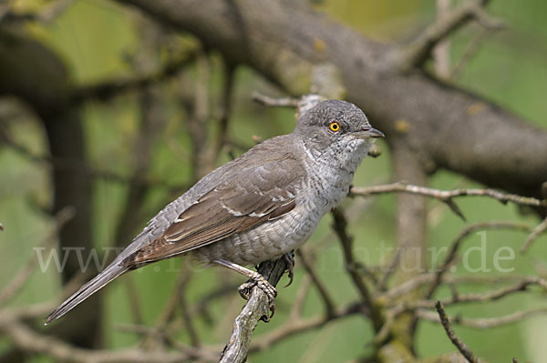 Sperbergrasmücke (Sylvia nisoria)