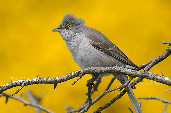 Sperbergrasmücke (Sylvia nisoria)