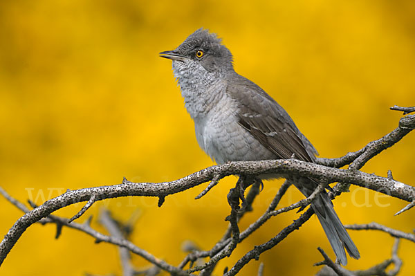 Sperbergrasmücke (Sylvia nisoria)