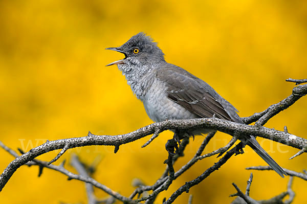 Sperbergrasmücke (Sylvia nisoria)