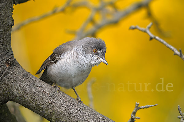 Sperbergrasmücke (Sylvia nisoria)