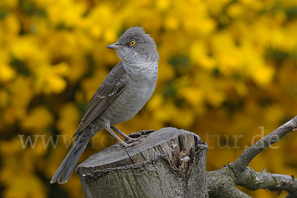 Sperbergrasmücke (Sylvia nisoria)