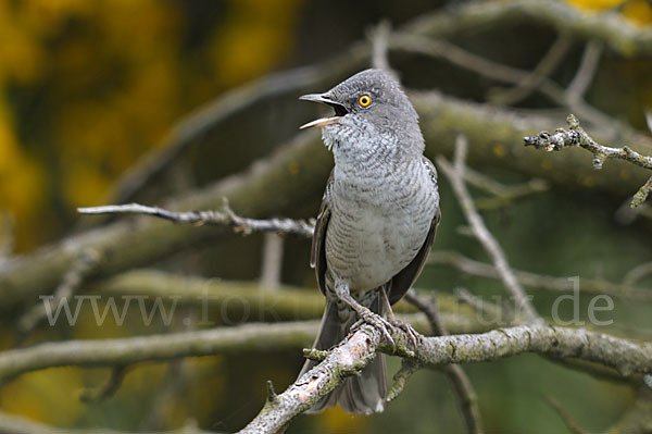 Sperbergrasmücke (Sylvia nisoria)