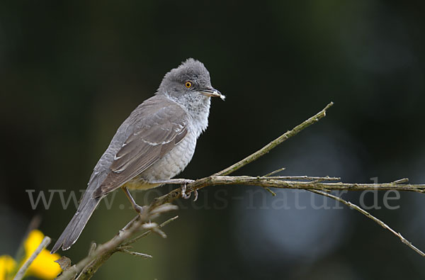 Sperbergrasmücke (Sylvia nisoria)