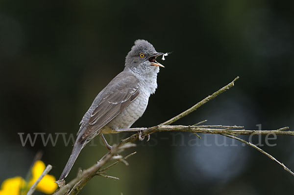 Sperbergrasmücke (Sylvia nisoria)