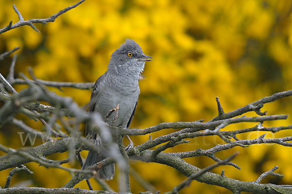 Sperbergrasmücke (Sylvia nisoria)