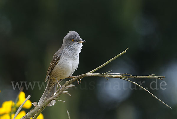 Sperbergrasmücke (Sylvia nisoria)