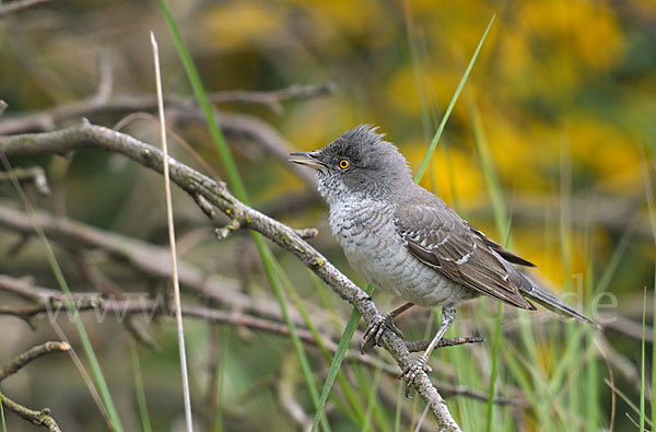 Sperbergrasmücke (Sylvia nisoria)