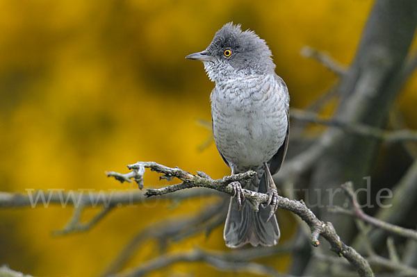 Sperbergrasmücke (Sylvia nisoria)