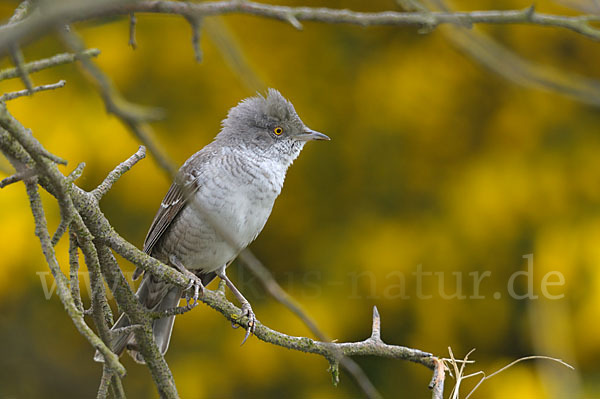 Sperbergrasmücke (Sylvia nisoria)