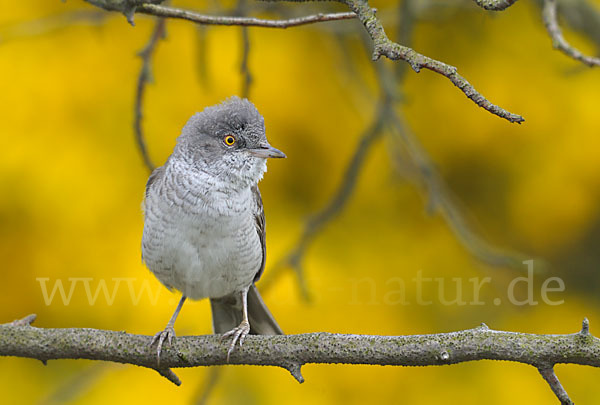 Sperbergrasmücke (Sylvia nisoria)