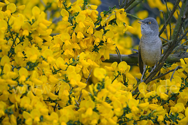 Sperbergrasmücke (Sylvia nisoria)