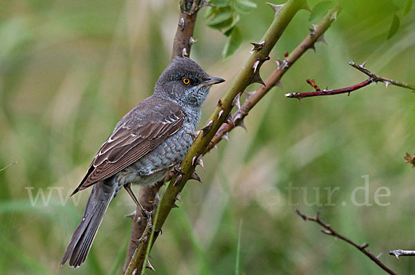 Sperbergrasmücke (Sylvia nisoria)