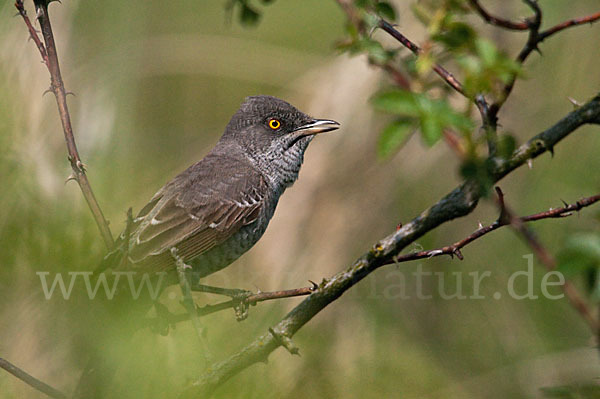 Sperbergrasmücke (Sylvia nisoria)