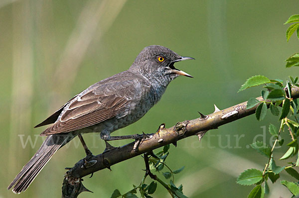 Sperbergrasmücke (Sylvia nisoria)