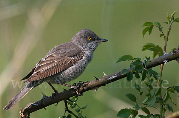 Sperbergrasmücke (Sylvia nisoria)