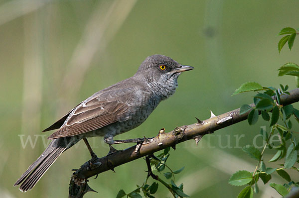 Sperbergrasmücke (Sylvia nisoria)