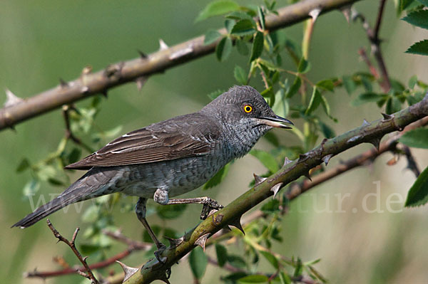 Sperbergrasmücke (Sylvia nisoria)