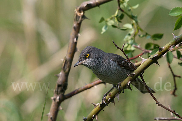 Sperbergrasmücke (Sylvia nisoria)