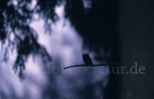 Sperlingskauz (Glaucidium passerinum)