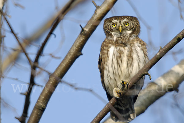 Sperlingskauz (Glaucidium passerinum)