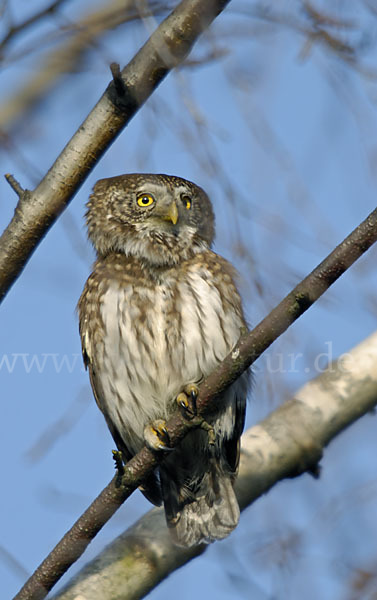 Sperlingskauz (Glaucidium passerinum)