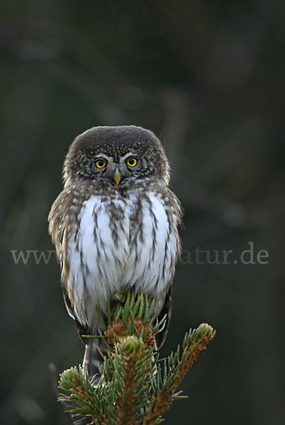 Sperlingskauz (Glaucidium passerinum)