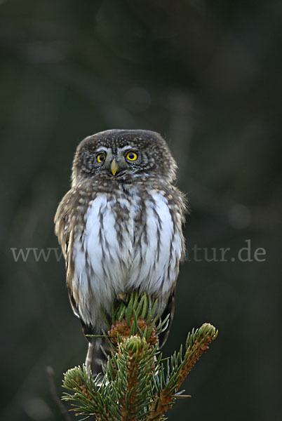 Sperlingskauz (Glaucidium passerinum)