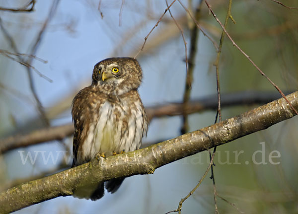 Sperlingskauz (Glaucidium passerinum)