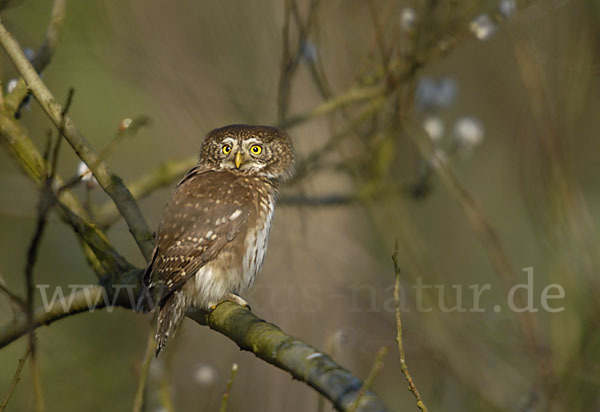 Sperlingskauz (Glaucidium passerinum)