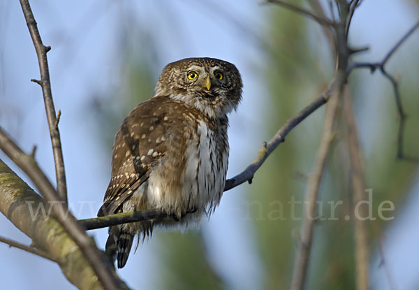 Sperlingskauz (Glaucidium passerinum)