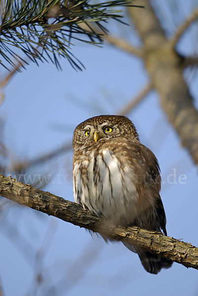 Sperlingskauz (Glaucidium passerinum)